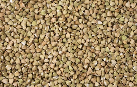Natural fresh green buckwheat as background. Top view.