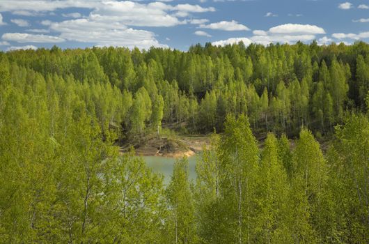 Spring Forest Around a Lake on Sunny Day. Fresh Green Leaves on Trees.