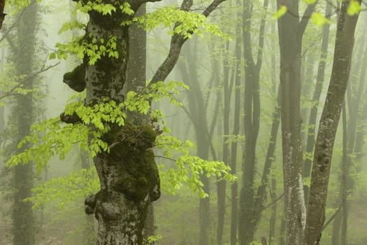 Strong Fog Flying Through the Spring Beech Forest.