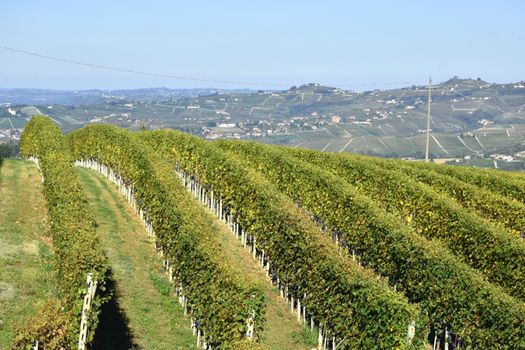 Langhe vineyards panorama; Langhe are famous for Italian wine production, in Piedmont.
