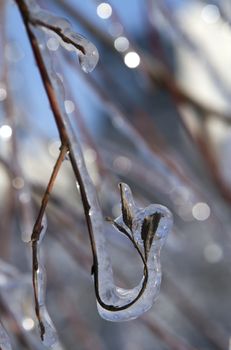 tree branches covered with ice,  after the freezing rain