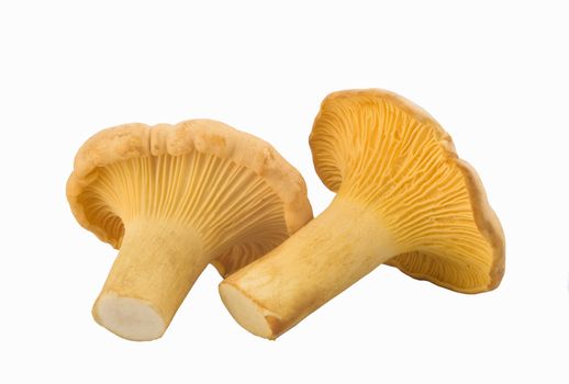 chanterelle mushrooms isolated on a white background