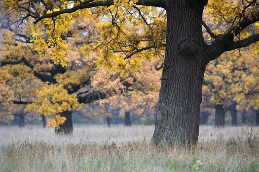beautiful autumn landscape with an oak in the foreground