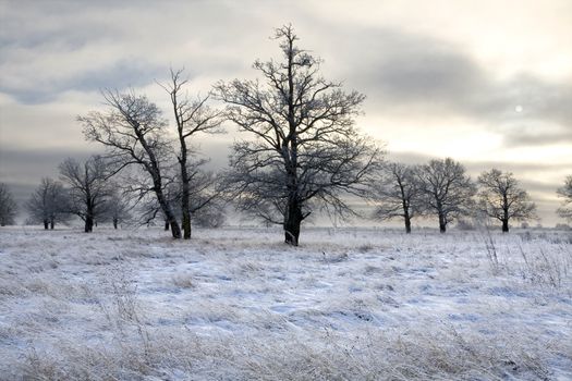 winter landscape, a field covered with snow and oak trees in the background.