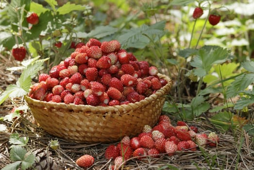 small thatch plate full of fresh wild strawberries, lies on the grass