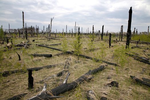 burnt, charred trees after a forest fire