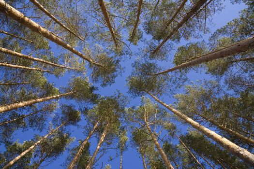 shot looking up at a canopy of pine trees with blue sky in sunny day. 