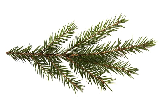 Closeup of fir branch isolated on a white background