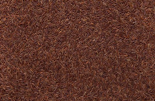red wild rice as background, close up of grains, background use.