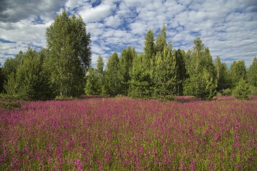 beautiful blooming wildflowers on the meadow in the summertime
