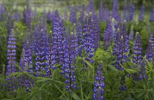 Blue Lupin Flowers in the Meadow as background