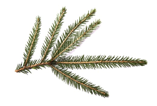 Closeup of fir branch isolated on a white background