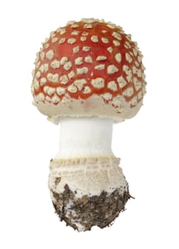 Red fly agaric mushroom isolated on white background. Close up view.