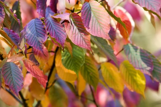 multicolored autumn leaves: yellow, blue, green and red