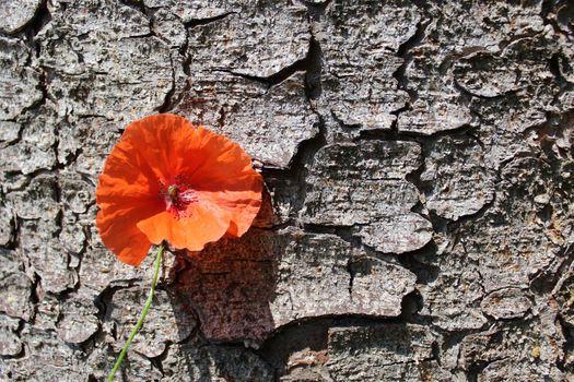 The picture shows a poppy on a tree.