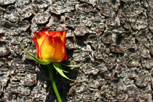 The picture shows a rose on a tree.