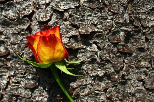 The picture shows a rose on a tree.