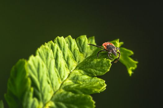 Female of the tick sitting on a leaf. A common European parasite attacking also humans.