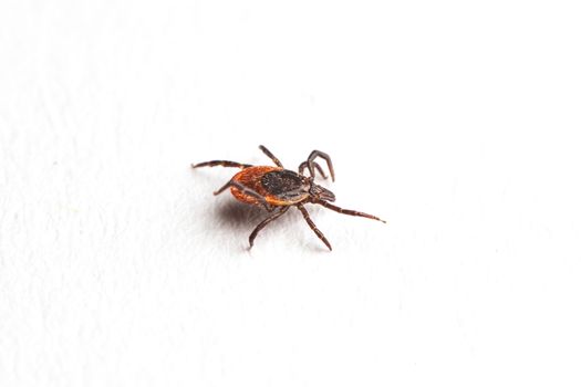 Wood tick, Ixodes ricinus, angled side view, isolated on white