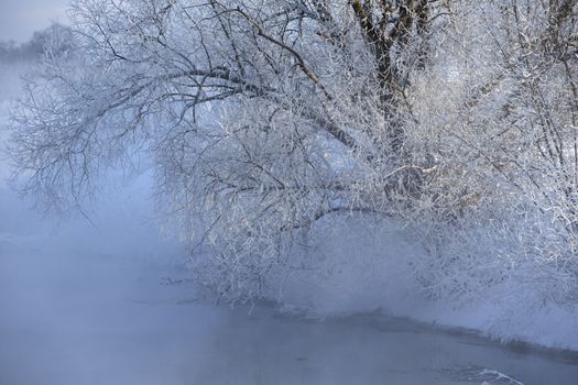 Trees covered with frost and snow on a cold winter day