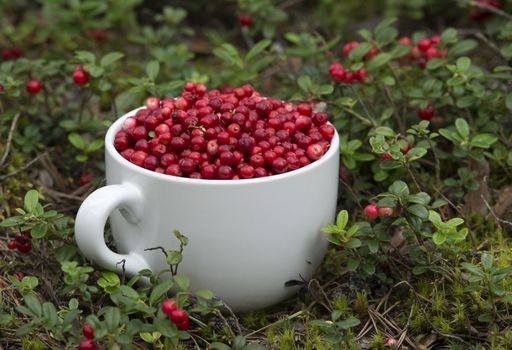 Mug full of Cowberries in the Forest