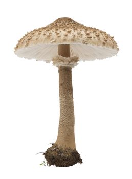  edible mushroom (Macrolepiota rhacodes) isolated on white background