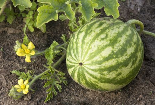 watermelon growing in the field, with leaves and flowers.