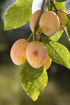 Group of yellow ripe plums on branch.