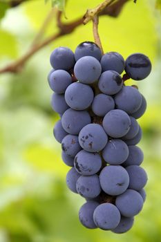 bunch of red grapes with leaves