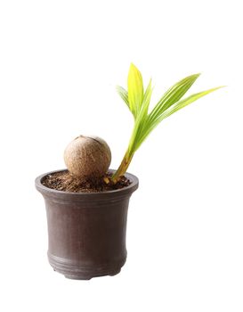 Image of coconut trees are growing out of coconut shell In the pot.