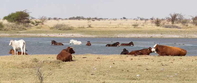 Horses bathing in a small lake - Botswana