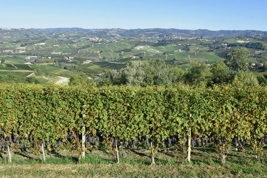 Langhe are famous for Italian wine production, in Piedmont