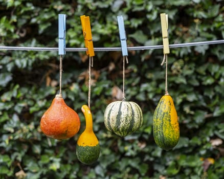 some pumpkins hanging on the wire in the garden