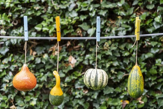 some pumpkins hanging on the wire in the garden