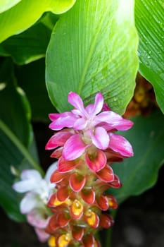 The background image of the colorful flowers, background nature