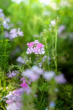 The background image of the colorful flowers, background nature