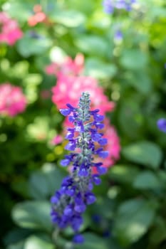 The background image of the colorful flowers, background nature