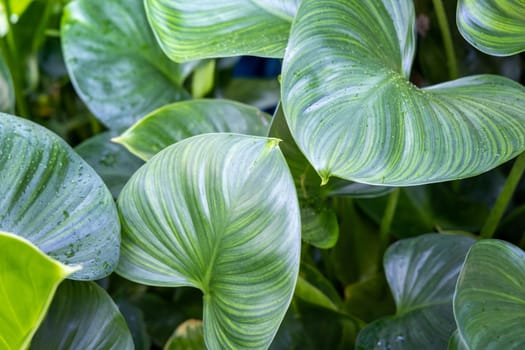 Close Up green leaf under sunlight in the garden. Natural background with copy space.