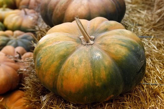 Fair of a pumpkins in California