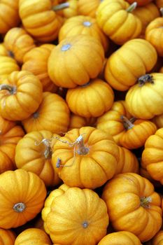 Fair of a pumpkins in California