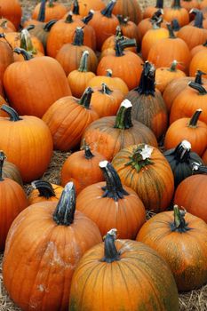 Fair of a pumpkins in California