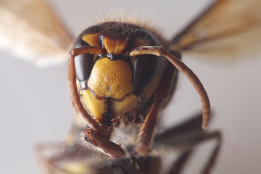 the bumblebee - vespa crabro - macro close-up