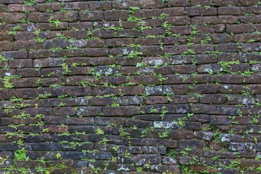 Dark old brick wall with small green plant shoots.