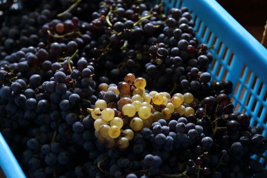 the black grape of the 2019 vintage in Campania - Italy