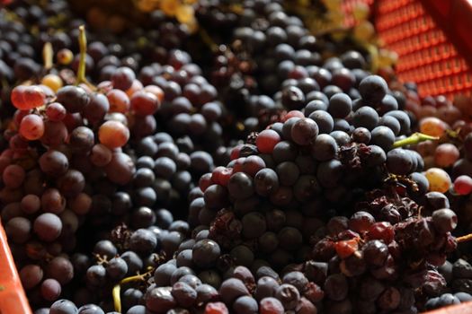 the black grape of the 2019 vintage in Campania - Italy