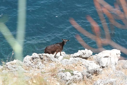 Castellammare del Golfo, San Vito Lo Capo - June 30th 2016: The Zingaro Nature Reserve, an Italian protected natural area managed by the Regional State Forestry Company of the Sicilian Region