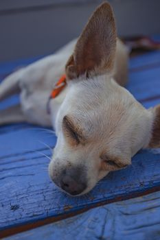 Chihuahua sleeping in a wodden floor