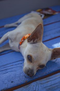 Chihuahua sleeping in a wodden floor