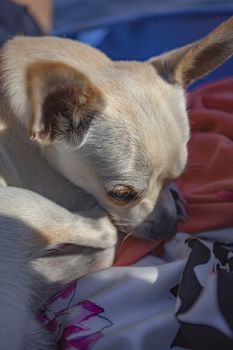 Chihuahua sleeping in a wodden floor