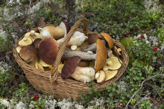 Wicker Basket Full of Various Kinds of Edible Mushrooms in the Forest